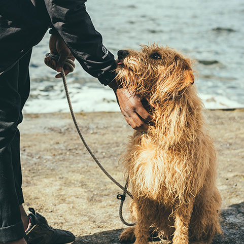 A wet dog getting pet by its owner on the beach